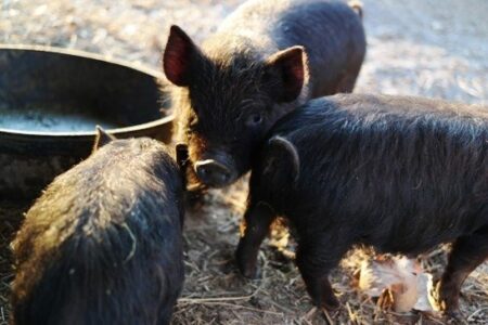 A Homestead Hog Watering System that Works (for Us) Image